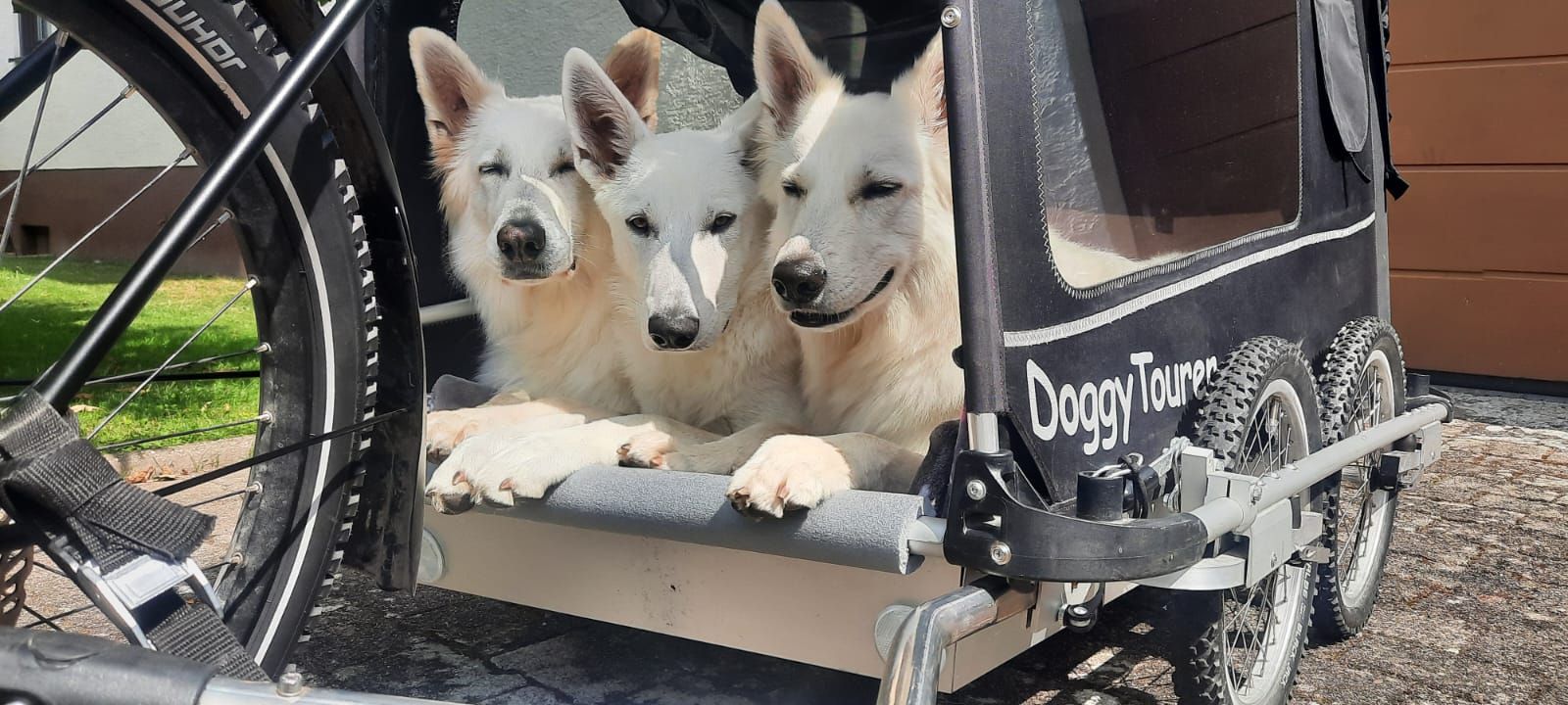 doggy-tourer